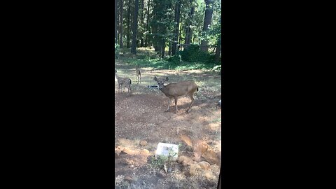 Doe with 3 fawns