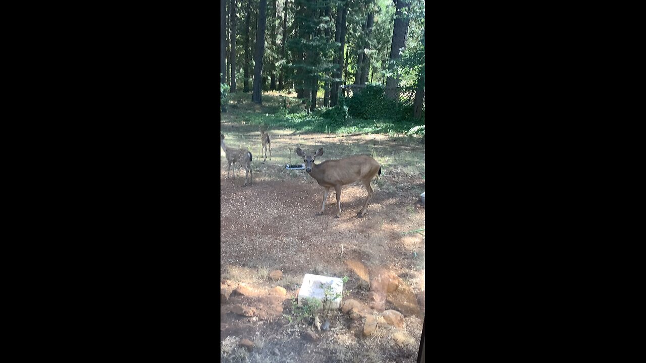 Doe with 3 fawns