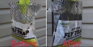 Retaking Fly-Infested Neighborhood with Rescue! Outdoor Fly Trap: Part 1- The First 20,000 Flies