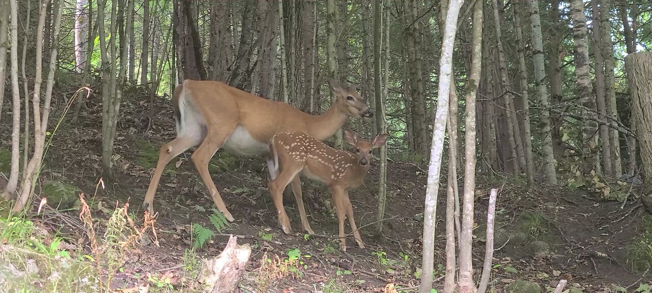 Mother deer and baby are safe
