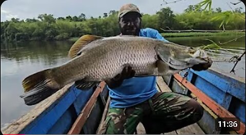 Amazing! Fishing got giant barramundi - Angger Papua