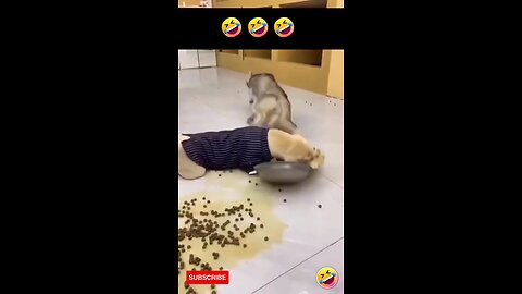 Husky and Labrador eating food funny videos #husky #Labrador #dog #funnypets #shortsvideo #funny