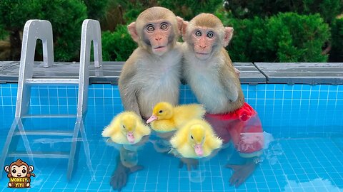 Monkey YiYi and YinYin have fun swimming with the ducklings