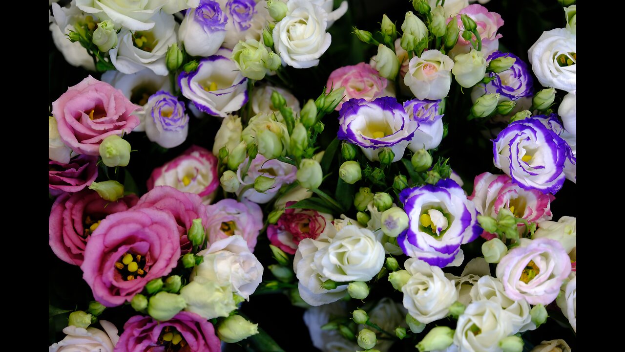 Blumen [Velvia]