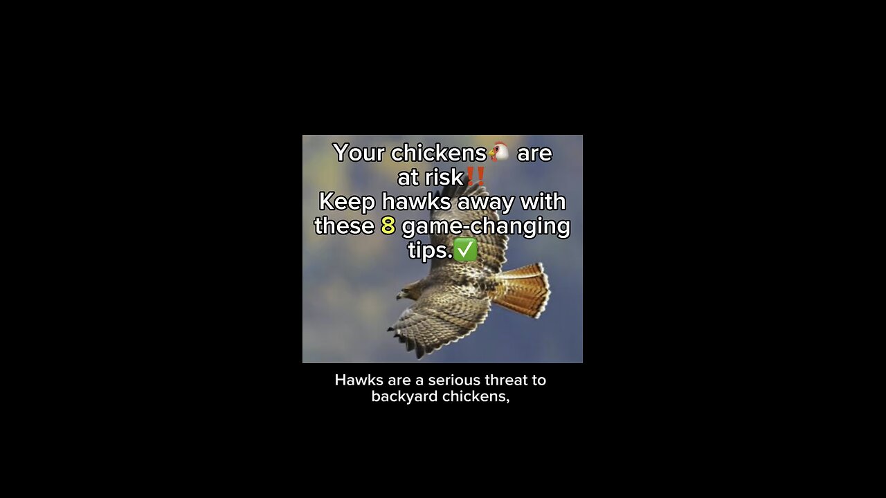 Your chickens are at risk! Keep hawks away with these 8 game-changing tips.