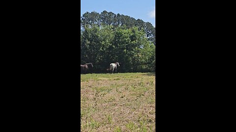 Welcoming the Old Boy Hank 🐎🐎🐎