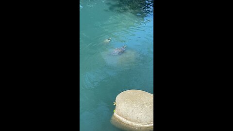 Red-Eared Slider Turtles 🐢 #redearedsliderturtles #shorts #viral #followme #turtles