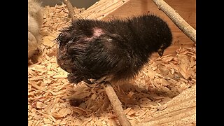 Pt. 2 chick rescue, dirty butt chicks normally die.