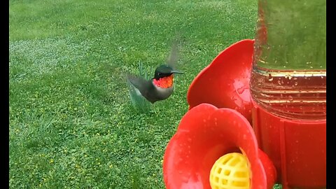 Back to Back Ruby-throated Hummingbird