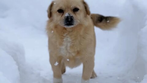 The best friend is the dog