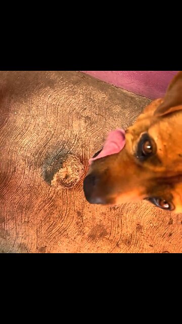 Un perro encuentra una forma creativa de 'pagar' por la comida