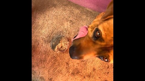 Un perro encuentra una forma creativa de 'pagar' por la comida