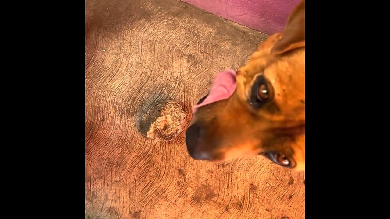 Un perro encuentra una forma creativa de 'pagar' por la comida