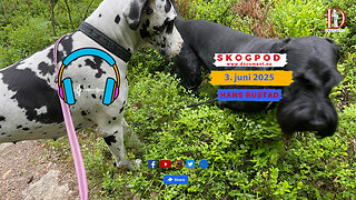 Skogpod 3. juni 2025