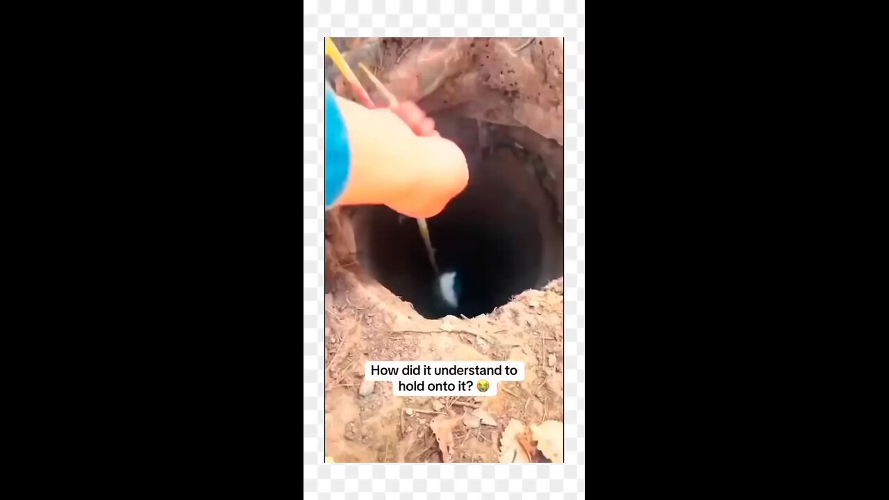 cat's enjoying || funny or cool cats