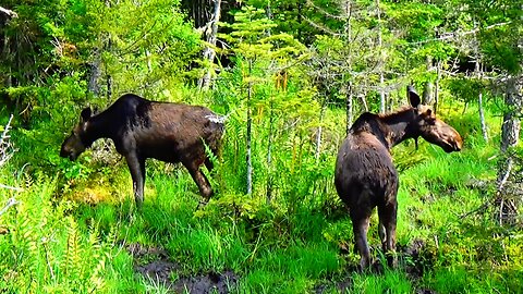 Hungry Moose