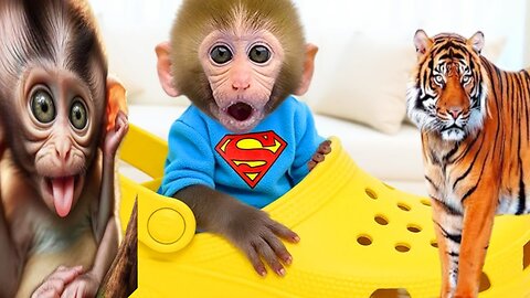 Bon bon monkey Kiki best video|| animalht video||funny moment of animalht