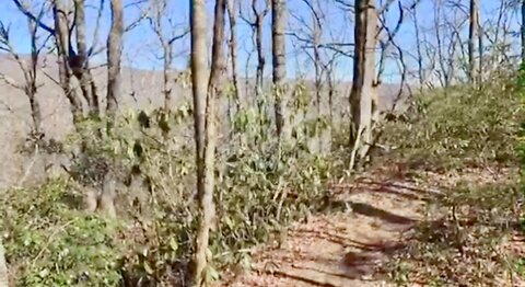 The Beauty of a hiking trail