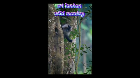 srilankan wild monkey