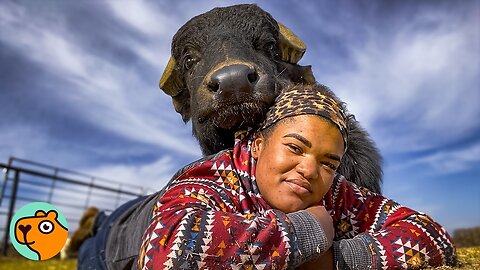 Water Buffalo Was Scared Of People, But Now He’s A Cuddle Bug | Cuddle Buddies