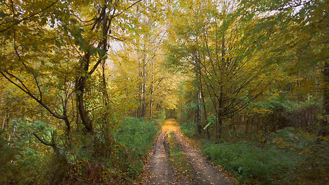 Autumn Forest Walk | National Park Thayatal Austria