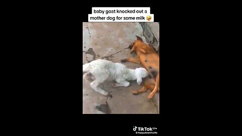 baby goat knocked out mother dog for some milk 😂