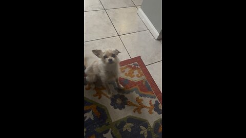 Clemson video of the day