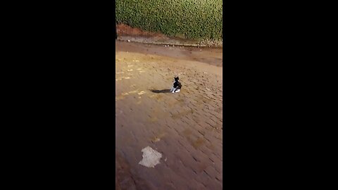 cat at night