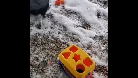 Best funny videos