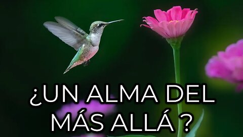 The Legend of the Hummingbird – A Message from the Afterlife? LA LEYENDA DEL COLIBRÍ 🌸✨
