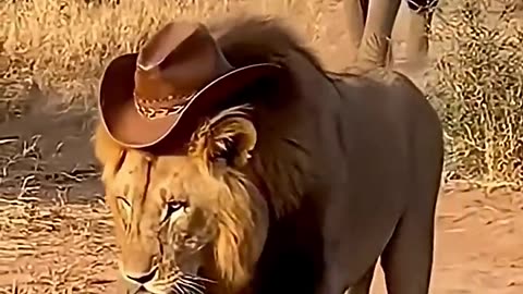 Lion vs Elephant Baby Fight Scene