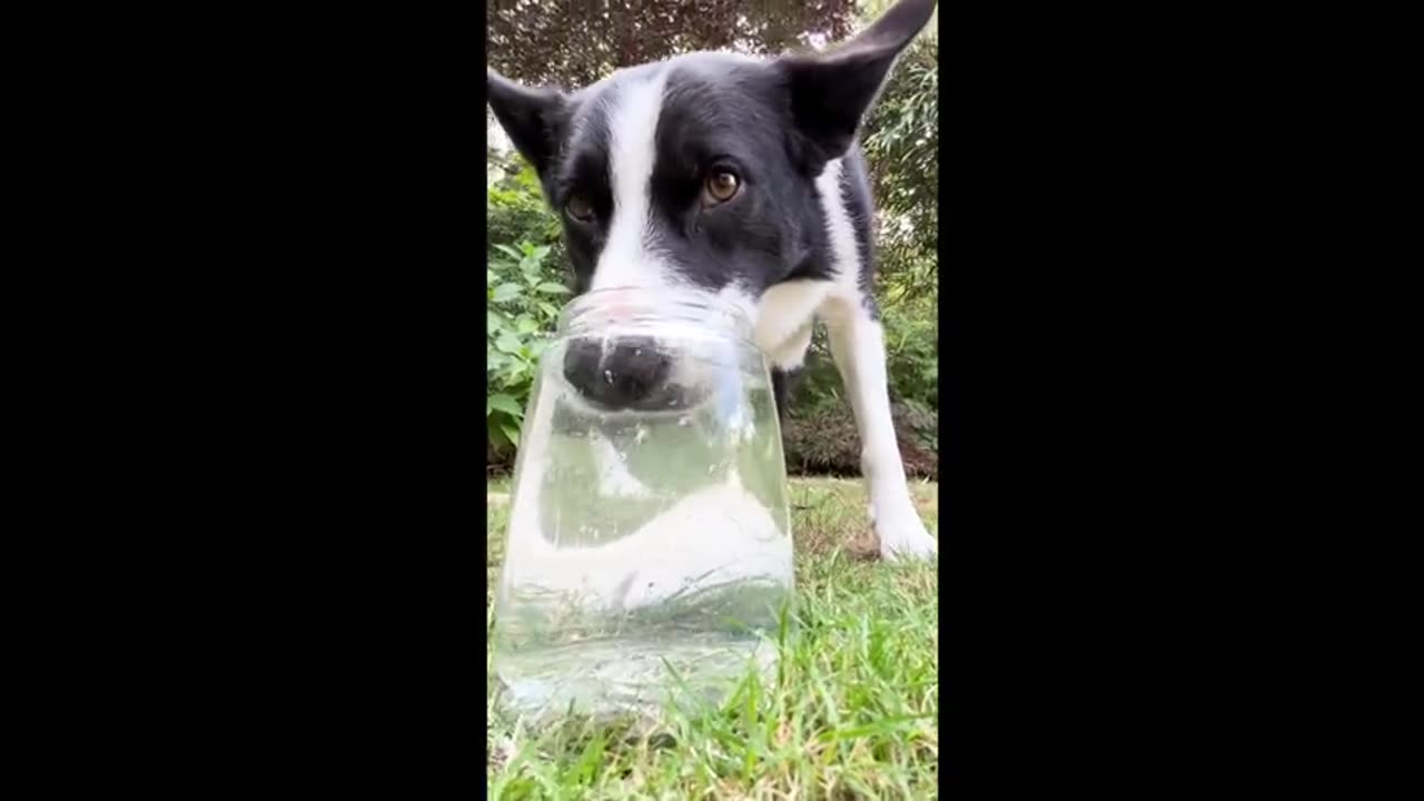 Border Collie Loves Blowing Bubbles
