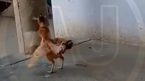 Funny animals video