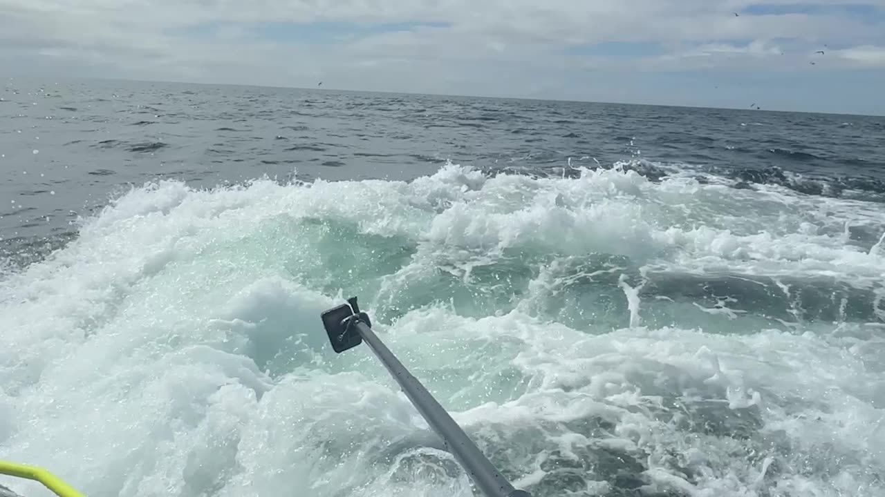 Fin Whale Lunges For Mouthful Of Fish