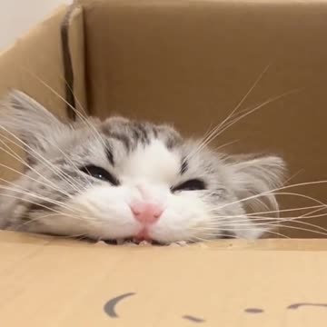 This little front tooth is so cute..😍