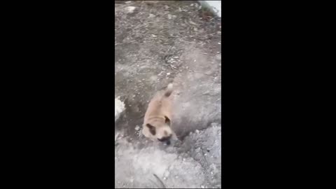Funny animal videos