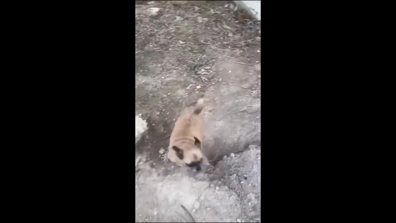 Funny animal videos