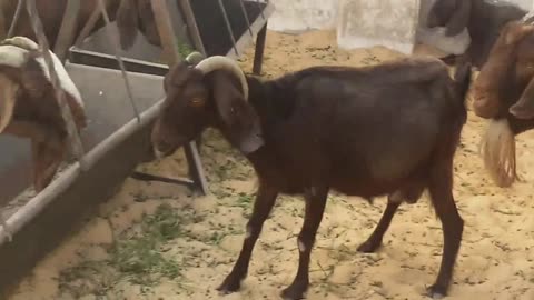 Farm Life