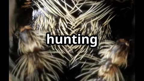 🕷️ Brains & Leaps The Hunting Secrets of Jumping Spiders 🧠🌿