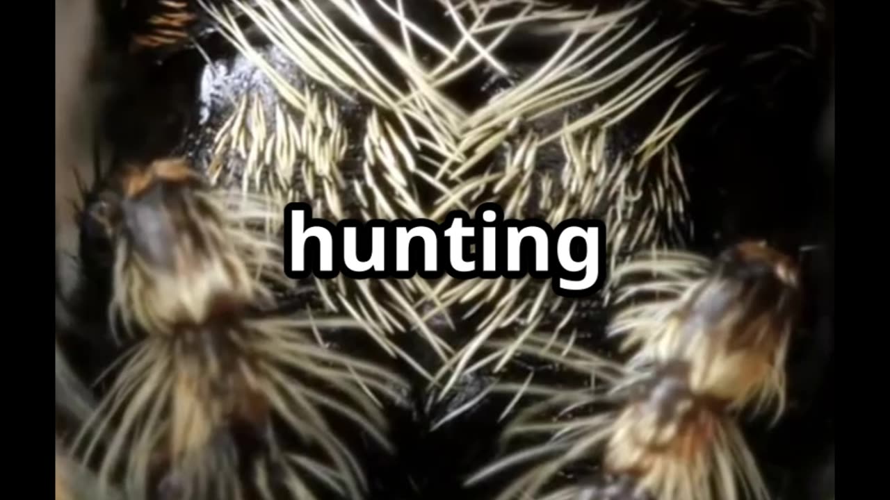 🕷️ Brains & Leaps The Hunting Secrets of Jumping Spiders 🧠🌿