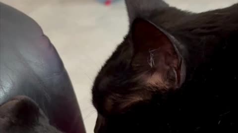 Precious Piper Holds the Arm off the Chair Away from Herself - My Adopted Shelter Cat Vlog #shorts