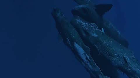 Love of whales.