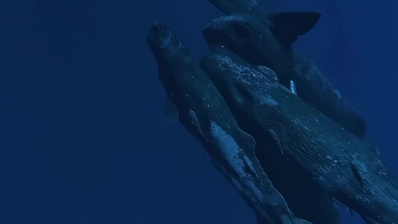 Love of whales.