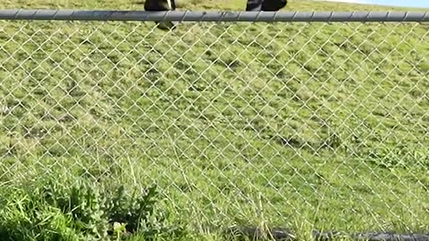 How Animals Get Over a Fence (With Emojis) 😂