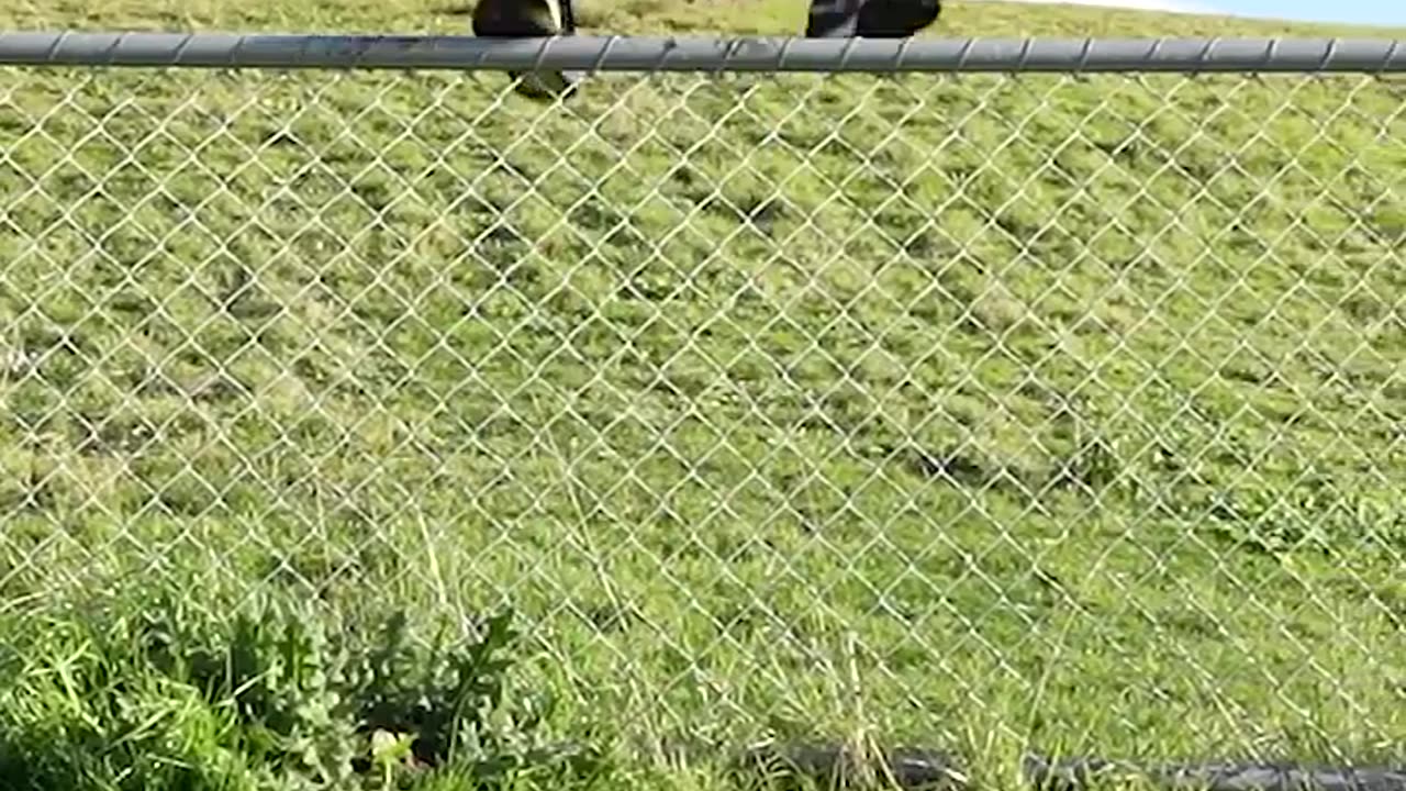 How Animals Get Over a Fence (With Emojis) 😂