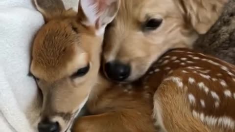 Prietenie neobisnuita catelus si caprioara!