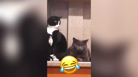 Funny Animal & Pet Voice Overs #2 😂😭 | Too Hilarious to Miss!