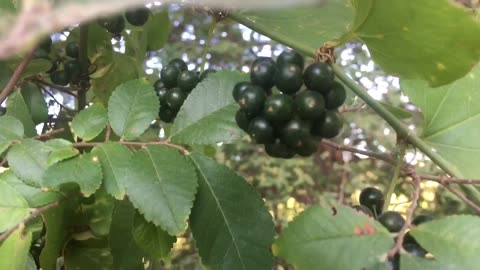 Wild fruit & squirrel