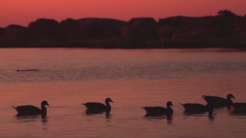 Nature and Animals