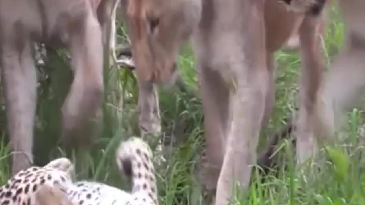 Lions hunting leopard